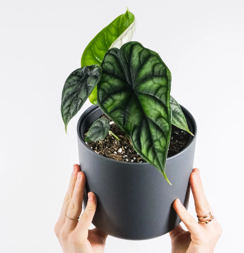 Alokazja - uprawa, wymagania, najpiękniejsze odmiany