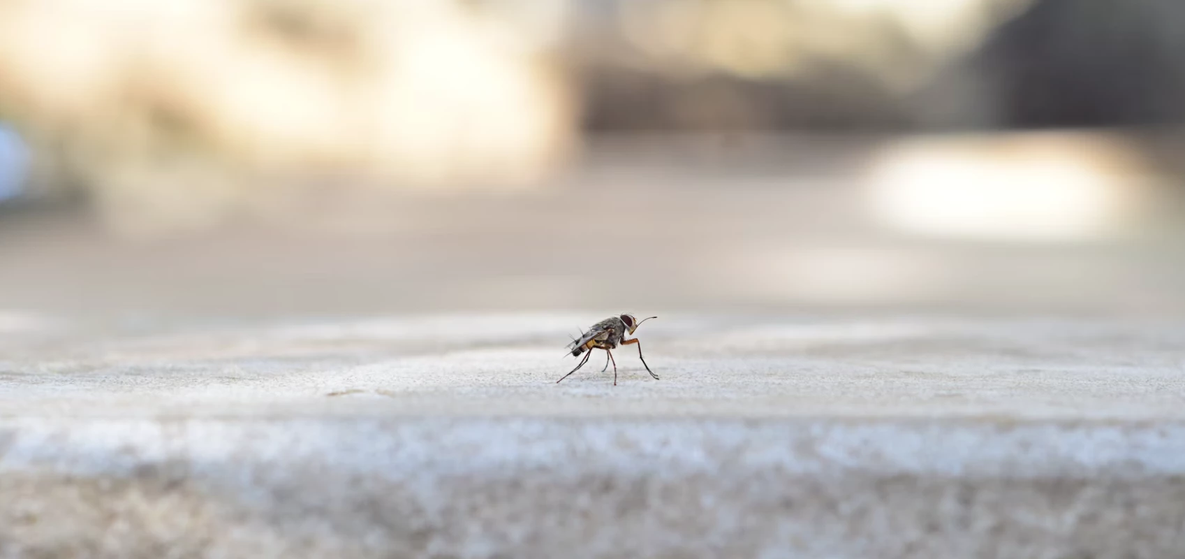Sposób na muchy w domu - jak sobie z nimi poradzić?