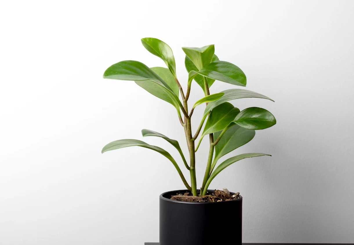 Peperomia - uprawa, wymagania, najpiękniejsze odmiany