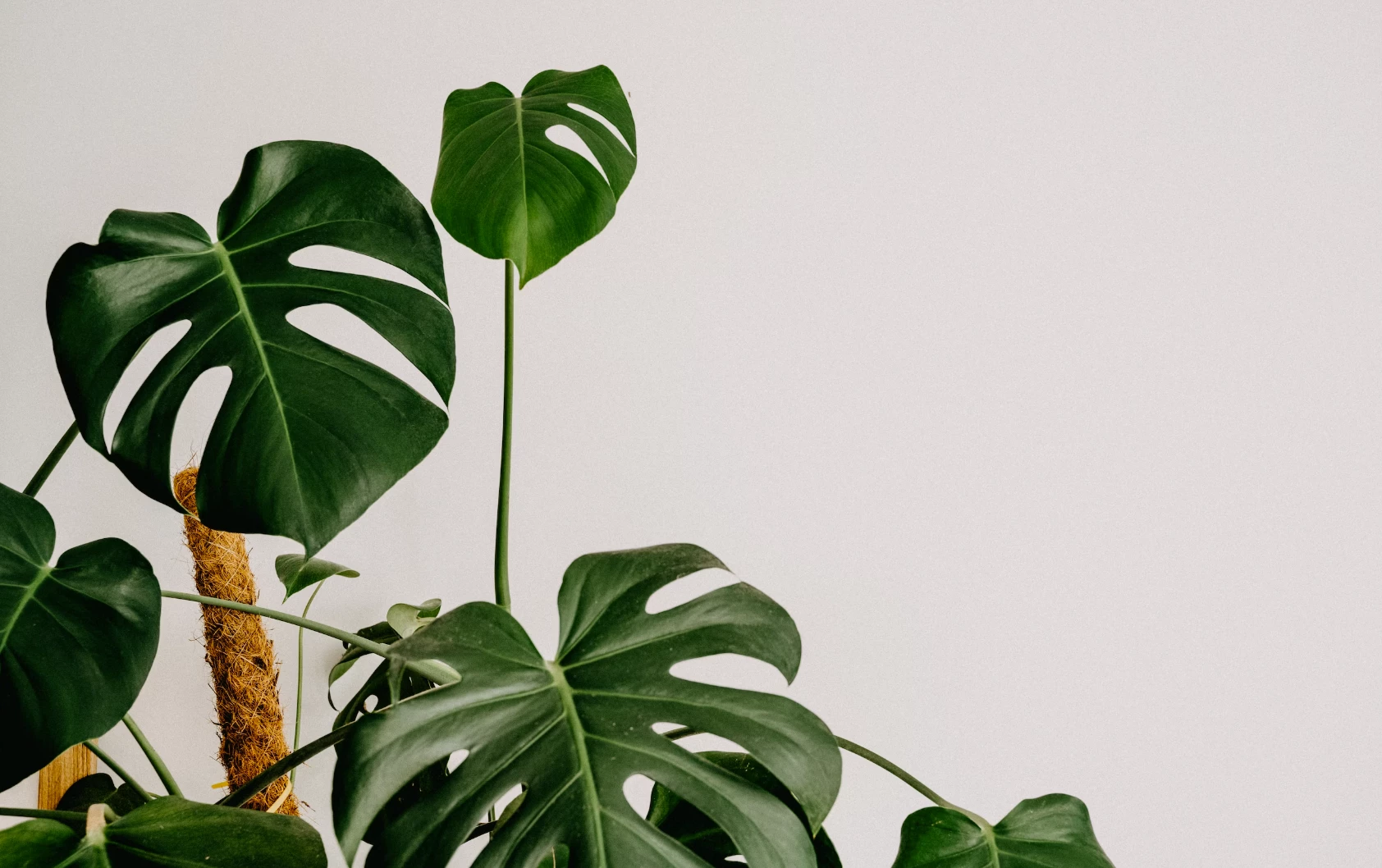 Kwiat Monstera - Monstera dziurawa - uprawa, cechy, rozmnażanie