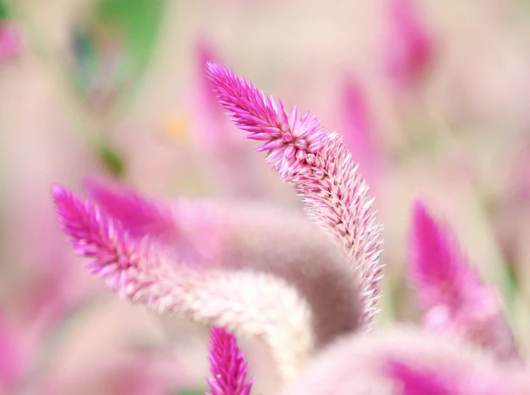 Celozja (kwiat) - wszystko co trzeba wiedzieć - uprawa, wymagania, rozmażanie