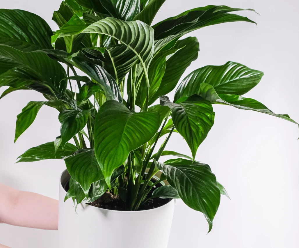 Obrazek opisujący artykuł zatytułowany na portalu bank-nieruchomosci.pl