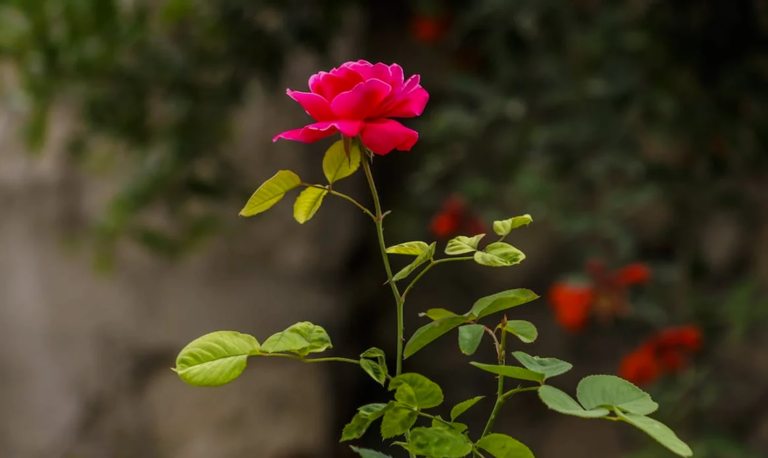 Jak rozmnożyć róże? Rozmnażanie róż z łodygi