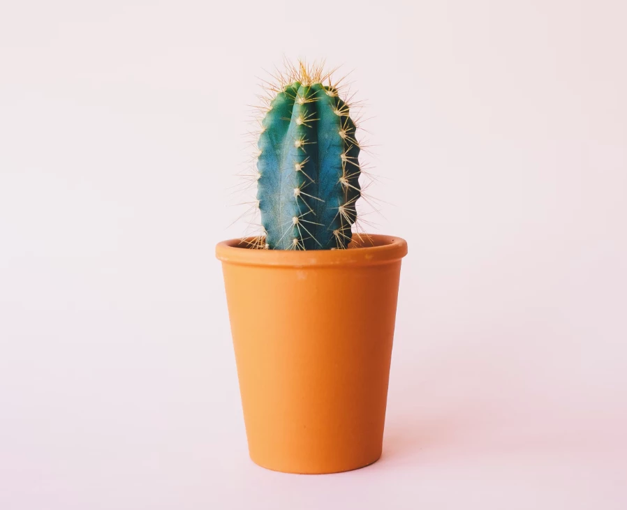 Kaktus w doniczce - częste pytania i odpowiedzi