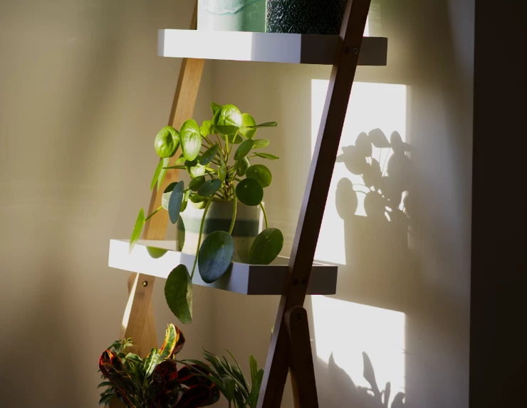 Kwiat pieniążek - uprawa, pielęgnacja, cechy, rozmnażanie