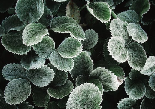 Komarzyca - Plektrantus koleusowaty (kwiat) - uprawa, odmiany, pielęgnacja