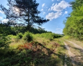 Krucza blisko Złotej, wz, lokalizacja, media | Zdjęcie 2