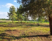 7 działek, ul. Szlachty, drzewa, niedługo MPZP | Zdjęcie 9