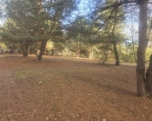 z wz, drzewami, w okolicy Kąpielisko, stacja PKP | Zdjęcie 1