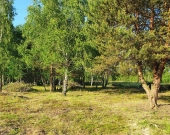 7 działek, ul. Szlachty, drzewa, niedługo MPZP | Zdjęcie 2