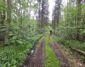 Działka inwestycyjna (3012 met) okolice Wrocławia (Ostrowina) | Zdjęcie 14