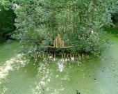 Działka budowlana Staw Spokojna okolica Donimierz | Zdjęcie 5