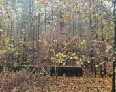 centrum, las, media, dwie do wyboru | Zdjęcie 3