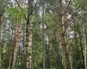 Działka budowlana (6000 m2) okolice Twardogóry JEZIORO/LAS | Zdjęcie 10