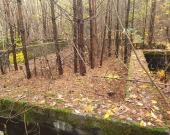 centrum, las, media, dwie do wyboru | Zdjęcie 7