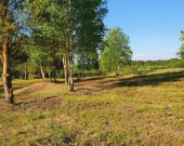 7 działek, ul. Szlachty, drzewa, niedługo MPZP | Zdjęcie 4