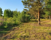 7 działek, ul. Szlachty, drzewa, niedługo MPZP | Zdjęcie 5