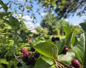 ROD "Słonecznik" w Tarnowie | Zdjęcie 8