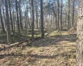 prywatny las, wz - dom jednorodzinny, droga gminna | Zdjęcie 7