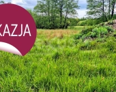 DZIAŁKA INWESTYCYJNA 4500 m²-SOSNÓWKA k. KAPRACZA | Zdjęcie 4