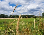 Działki w Dobrzyniewie! | Zdjęcie 4