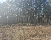 prywatny las, wz - dom jednorodzinny, droga gminna | Zdjęcie 5