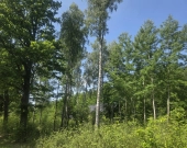 na końcu zamkniętej uliczki, za działką las, wz | Zdjęcie 1