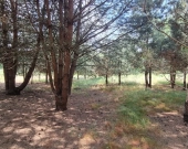 TYLKO U NAS| Kaszowo 7700 mkw | Dolina Baryczy | Zdjęcie 5