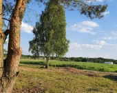 7 działek, ul. Szlachty, drzewa, niedługo MPZP | Zdjęcie 8