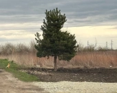 Działka budowlana (3000 m2) MEDIA (Żórawina) | Zdjęcie 3