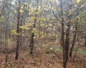 centrum, las, media, dwie do wyboru | Zdjęcie 2