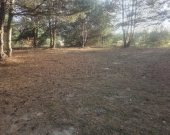 z wz, drzewami, w okolicy Kąpielisko, stacja PKP | Zdjęcie 3