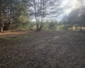 z wz, drzewami, w okolicy Kąpielisko, stacja PKP | Zdjęcie 7