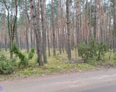 Działka leśna ujęta w MPZP pod zabudowę | Zdjęcie 1