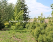 Dom w Teratynie, gm. Uchanie | Zdjęcie 8