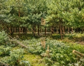 Atrakcyjna działka budowlana 3600 m² - Groszowice | Zdjęcie 2