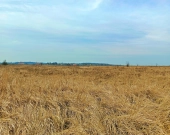 Sprzedaż działki budowlanej w okolicach Środy Śląskiej. | Zdjęcie 3