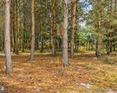 Atrakcyjna działka budowlana 3600 m² - Groszowice | Zdjęcie 4