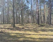 prywatny las, wz - dom jednorodzinny, droga gminna | Zdjęcie 6