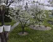 Działka Rekreacyjna (300 m2) ul. Norwida ALTANKA (Kluczbork) | Zdjęcie 1