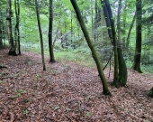 Działka leśna koło Ryglic | Zdjęcie 3
