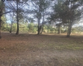 z wz, drzewami, w okolicy Kąpielisko, stacja PKP | Zdjęcie 5