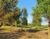 7 działek, ul. Szlachty, drzewa, niedługo MPZP | Zdjęcie 6