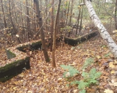 centrum, las, media, dwie do wyboru | Zdjęcie 6