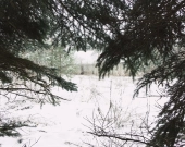 Działka budowlana 50 metrów od jeziora. | Zdjęcie 4