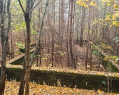 centrum, las, media, dwie do wyboru | Zdjęcie 5