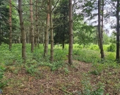 Działka budowlana (6000 m2) okolice Twardogóry JEZIORO/LAS | Zdjęcie 3