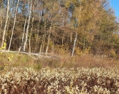 z prywatnym lasem, za działką też stare lasy | Zdjęcie 9