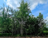 Działka, Zielona Góra | Zdjęcie 2