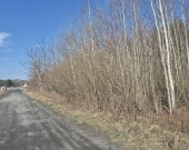 z prywatnym lasem, za działką też stare lasy | Zdjęcie 6